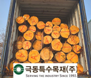 후쿠오카산 히노끼&스기 입고!