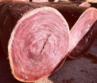 퍼플하트(자심목)